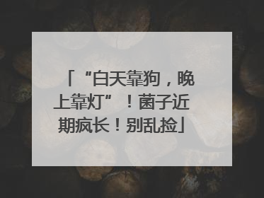 “白天靠狗，晚上靠灯”！菌子近期疯长！别乱捡