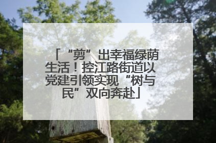 “剪”出幸福绿荫生活！控江路街道以党建引领实现“树与民”双向奔赴