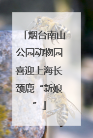 烟台南山公园动物园喜迎上海长颈鹿“新娘”