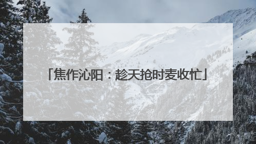 焦作沁阳：趁天抢时麦收忙