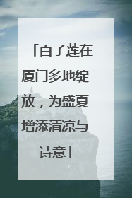 百子莲在厦门多地绽放，为盛夏增添清凉与诗意