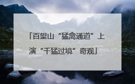 百望山“猛禽通道”上演“千猛过境”奇观