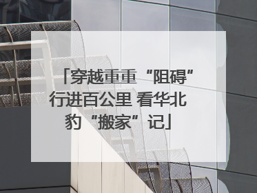 穿越重重“阻碍”行进百公里 看华北豹“搬家”记