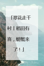 翠花走千村丨稻田有喜，螃蟹来了！