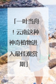 一叶当舟！云南这种神奇植物进入最佳观赏期