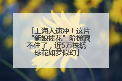 上海人速冲！这片“新娘捧花”阶梯藏不住了，近5万株绣球花如梦似幻