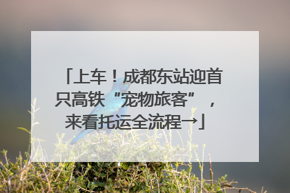 上车！成都东站迎首只高铁“宠物旅客”，来看托运全流程→