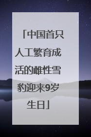 中国首只人工繁育成活的雌性雪豹迎来9岁生日