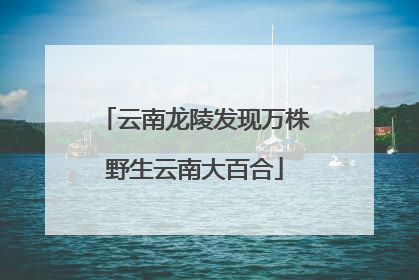 云南龙陵发现万株野生云南大百合