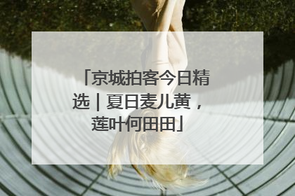 京城拍客今日精选｜夏日麦儿黄，莲叶何田田