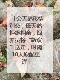公天鹅移情别恋，母天鹅拒绝相亲，饲养员将“新欢”送走，时隔10天原配重逢