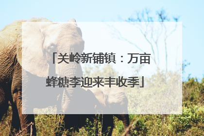 关岭新铺镇：万亩蜂糖李迎来丰收季