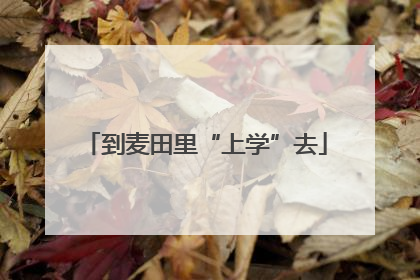 到麦田里“上学”去