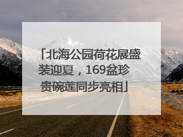 北海公园荷花展盛装迎夏，169盆珍贵碗莲同步亮相