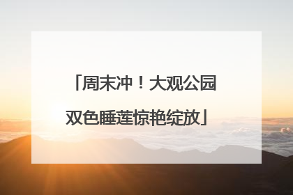 周末冲！大观公园双色睡莲惊艳绽放