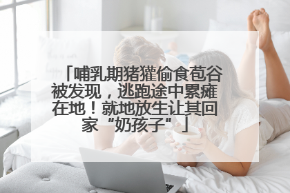哺乳期猪獾偷食苞谷被发现，逃跑途中累瘫在地！就地放生让其回家“奶孩子”