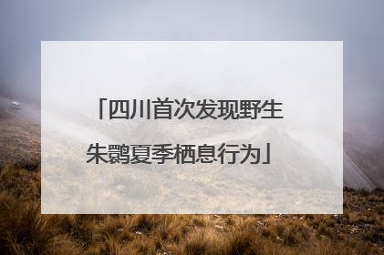 四川首次发现野生朱鹮夏季栖息行为