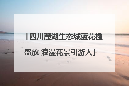 四川麓湖生态城蓝花楹盛放 浪漫花景引游人