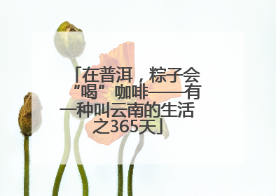 在普洱，粽子会“喝”咖啡——有一种叫云南的生活之365天