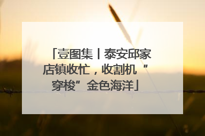 壹图集丨泰安邱家店镇收忙，收割机“穿梭”金色海洋