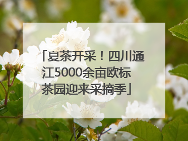 夏茶开采！四川通江5000余亩欧标茶园迎来采摘季