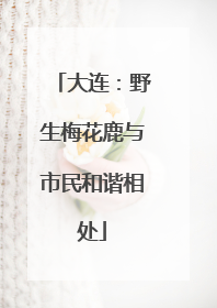 大连：野生梅花鹿与市民和谐相处