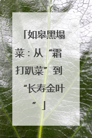 如皋黑塌菜：从“霜打趴菜”到“长寿金叶”