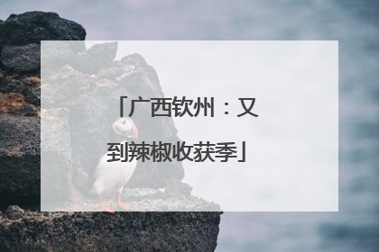 广西钦州：又到辣椒收获季