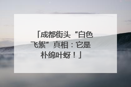 成都街头“白色飞絮”真相：它是朴绵叶蚜！