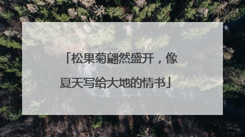 松果菊翩然盛开，像夏天写给大地的情书