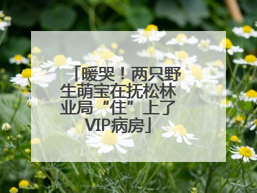 暖哭！两只野生萌宝在抚松林业局“住”上了VIP病房