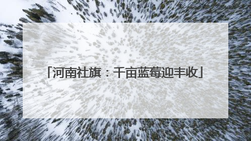 河南社旗：千亩蓝莓迎丰收