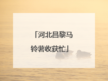 河北昌黎马铃薯收获忙