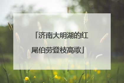 济南大明湖的红尾伯劳登枝高歌