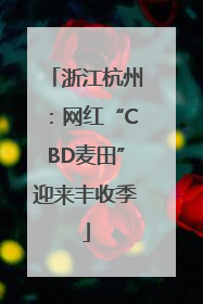 浙江杭州：网红“CBD麦田”迎来丰收季