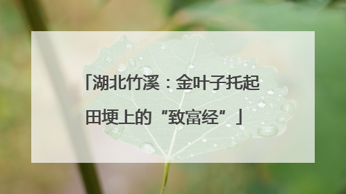 湖北竹溪：金叶子托起田埂上的“致富经”