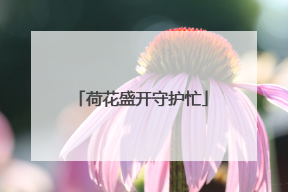 荷花盛开守护忙