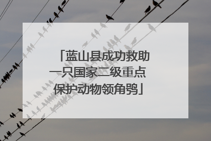 蓝山县成功救助一只国家二级重点保护动物领角鸮