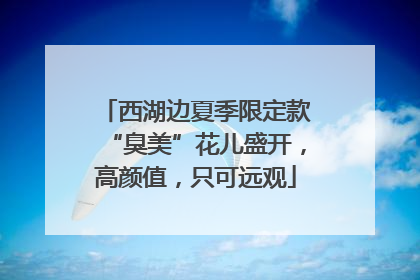 西湖边夏季限定款“臭美”花儿盛开，高颜值，只可远观