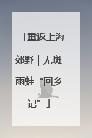 重返上海郊野｜无斑雨蛙“回乡记”