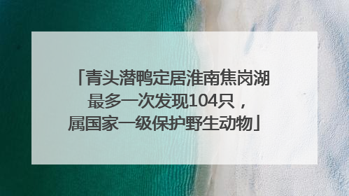 青头潜鸭定居淮南焦岗湖 最多一次发现104只，属国家一级保护野生动物