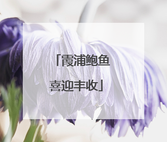 霞浦鲍鱼喜迎丰收