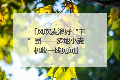 风吹麦浪好“丰”景——多地小麦机收一线见闻