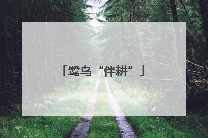 鹭鸟“伴耕”