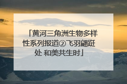 黄河三角洲生物多样性系列报道②飞羽翩跹处 和美共生时